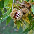 Il Rotary di Andria dona 2 alberi di castagno alle scuole “Graziella Mansi” e  “Giovanni Falcone”