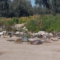 Andria, sporcizia e degrado in via Vecchia Barletta