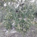 Sventato furto di olive in zona Sgarantiello