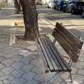 Alberi pericolosi in piazza Santa Maria Vetere, i residenti: «Il Comune intervenga»