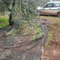 Ennesimo furto di olive nelle campagne sventato dalle Guardie Campestri di Andria