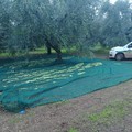 Sventato furto di olive ad Andria in contrada  "Pier delle Vigne "