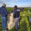 Sfruttamento dei lavoratori stranieri nelle campagne di Andria, controlli della Polizia di Stato