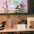 Da Palermo ad Andria: piantata una talea dell'Albero Falcone nella scuola  "P. N. Vaccina "