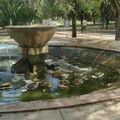 La fontana dell'AVIS:  "Il miracolo dell'acqua verde "