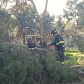 Un altro albero caduto nella pineta della Villa comunale