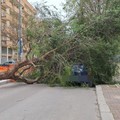 Maltempo ad Andria: crolla un albero in via Aldo Moro per il forte vento