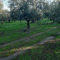 Poco più di tre quintali di olive rubate in contrada Zaganellaro, in territorio di Andria