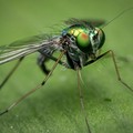 Presenza del virus West Nile nella Provincia BAT: scatta la disinfestazione straordinaria ad Andria