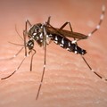 Febbre del Nilo: tutto quello che bisogna sapere