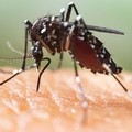 Elevata presenza di zanzare: Fareambiente Andria sollecita il Comune ad effettuare trattamenti