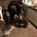 Ritrovato Ciccio, il cane mascotte di Montegrosso