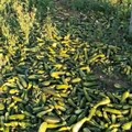Quintali di zucchine lasciate marcire nelle campagne di Andria:  "Prezzi troppo bassi per la vendita all'ingrosso "