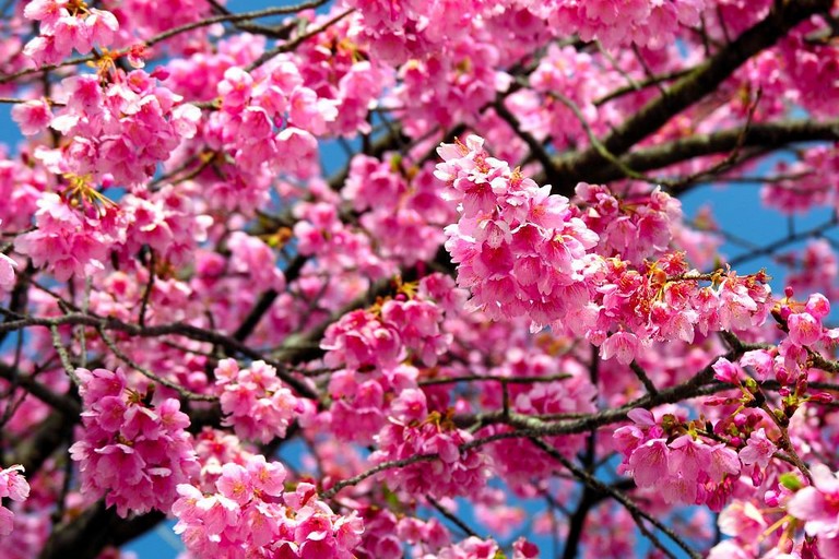 alberi in primavera