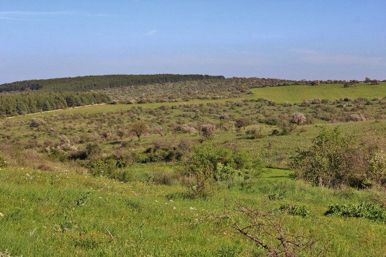 bosco parco dell'alta Murgia