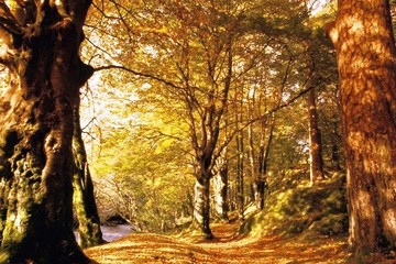 bosco di finizio