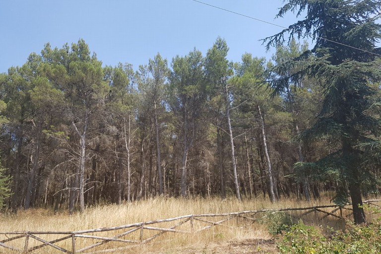 Bosco di Finizio