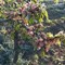 Gelate: ghiacciano vigne, ciliegi, mandorli, asparagi e agrumeti in Puglia