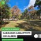 Addio a cento pini in pineta. L'associazione 3Place torna sul tema abbattimento