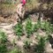 I Carabinieri di Andria scoprono piantagione di canapa indiana della varietà “afgana”