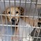 Azzannato da un cane nei pressi delle Croci, 11enne in pronto soccorso ad Andria