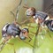 Monitoraggio della mosca dell'olivo, bollettino fitosanitario del 20 settembre