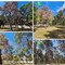La pineta della Villa comunale rischia di scomparire