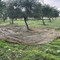 Rubano olive da un terreno a Ruvo di Puglia: uno fugge, l'altro di Andria fermato