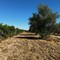 Chiarezza sul futuro dell’Azienda Agricola "Papparicotta"