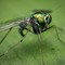 Presenza del virus West Nile nella Provincia BAT: scatta la disinfestazione straordinaria ad Andria