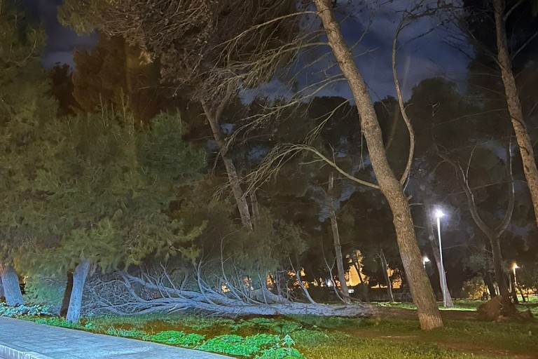 un altro albero nella pineta della Villa comunale