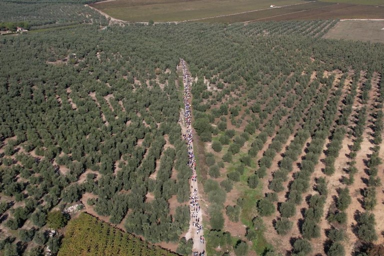 Camminata tra gli olivi