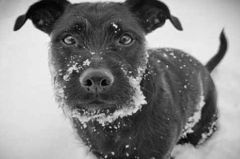 oipa cane neve freddo