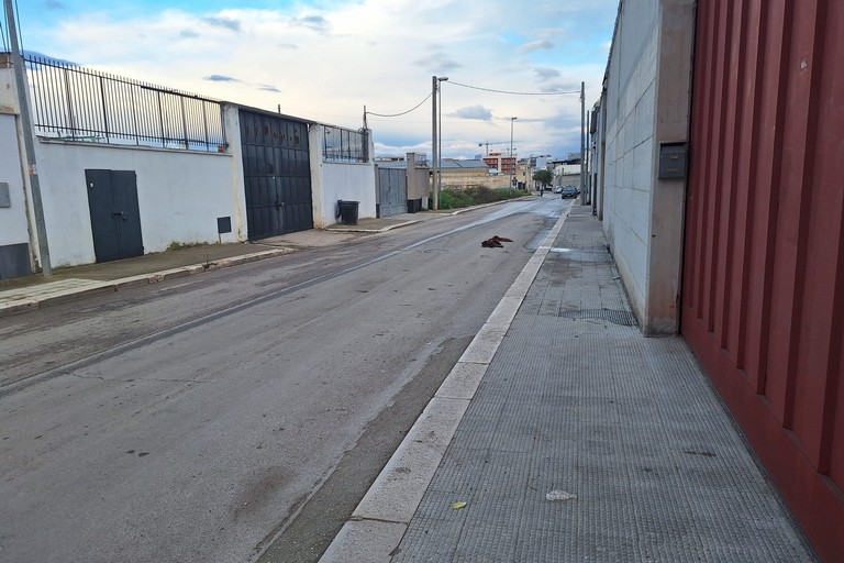 carcassa di un grosso cane