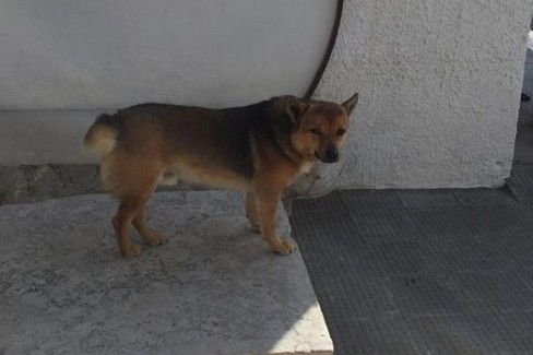 Ciccio, il cane di Francesco Zito