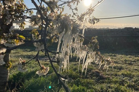 ciliegio colpito dalle gelate