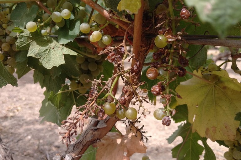 Montegrosso: cinghiali distruggono vigneti e impianti di irrigazione