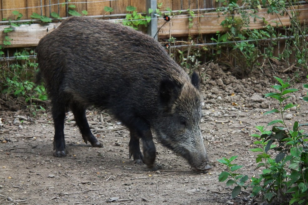 cinghiale