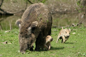Cinghiale
