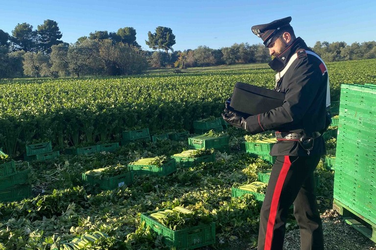Sicurezza in agricoltura. Confagricoltura Bari-Bat: “Bene i controlli, ma norme di riferimento inadeguate al lavoro agricolo”