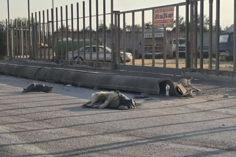 iReport: Carcassa di un cane sulla tangenziale di Andria: la denuncia di un lettore, «È lì da giorni»