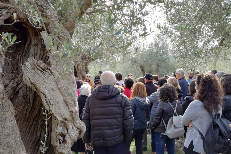 Camminata tra gli ulivi