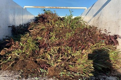 Xylella nella Bat, distrutte le 7500 piante infette nel vivaio di Canosa di Puglia
