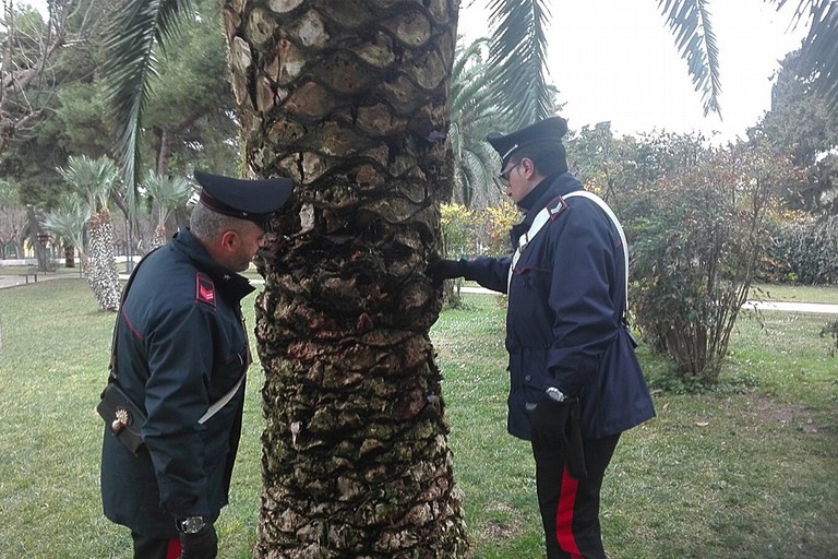 Droga in una palma
