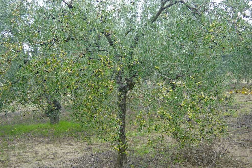 raccolta olive. <span>Foto Vincenzo Cassano</span>