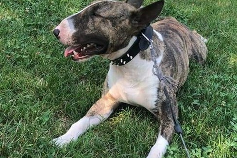 Bull terrier inglese