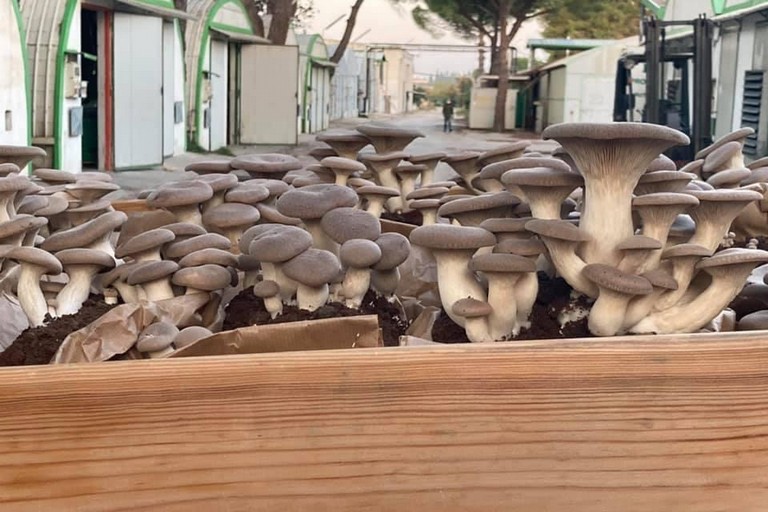 funghi cardoncelli