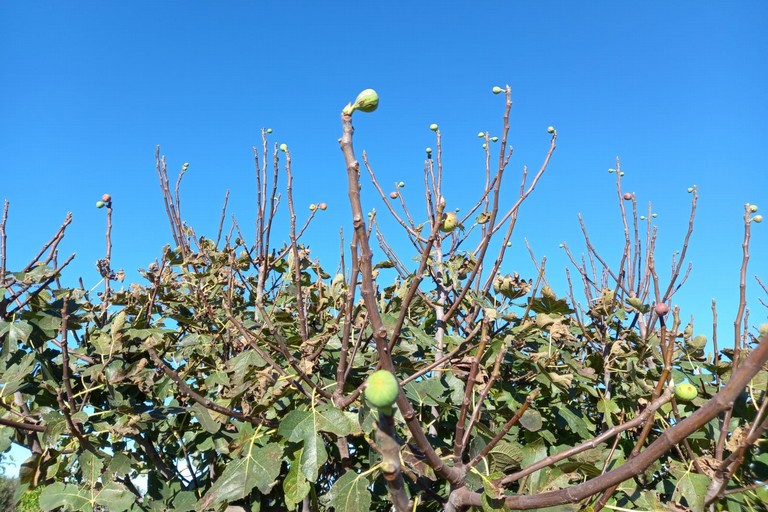 alberi di fico