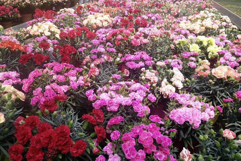 I fiori vincono tra i regali alla festa di San Valentino