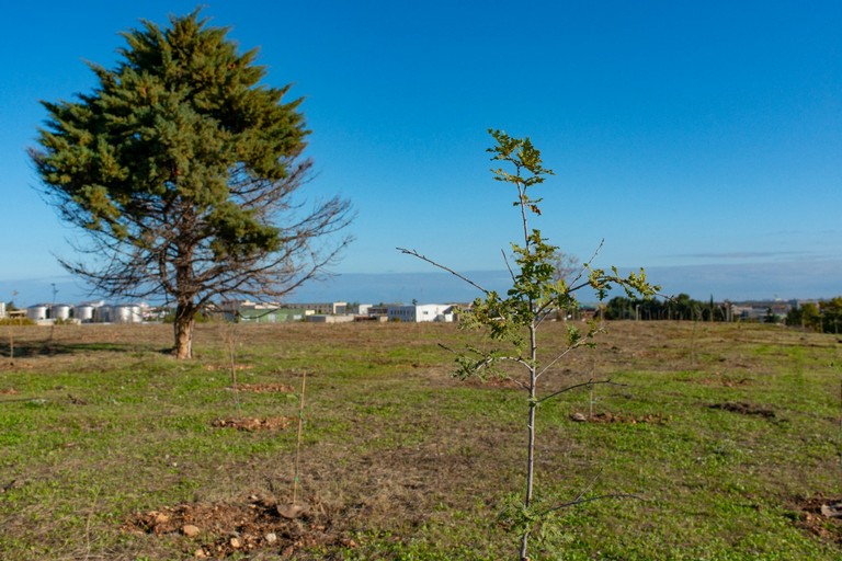 Piantumati alberi nel parco dell'alta Murgia